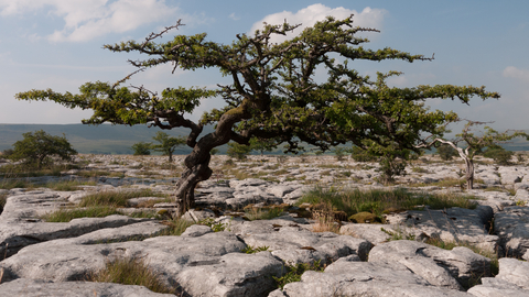 Limestone pavement