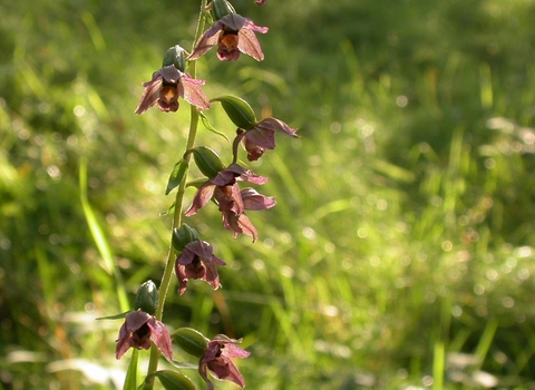 Broad-leaved Helleborine
