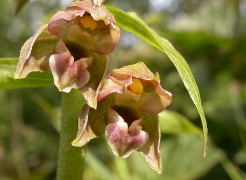 Broad-leaved Helleborine