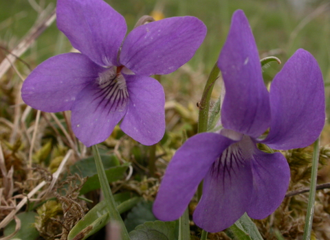 Common Dog-violet