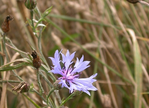 Cornflower