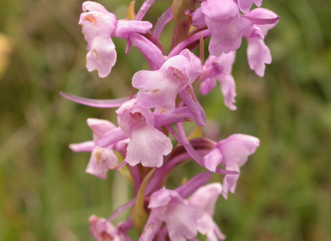 Common Fragrant-orchid
