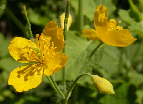 Greater Celandine