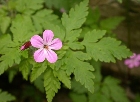 Herb-Robert