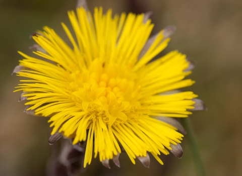 Colt's-foot
