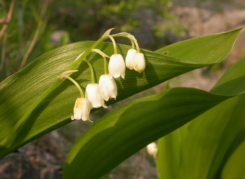 Lily-of-the-valley