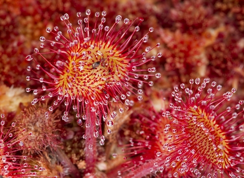 Round-leaved Sundew