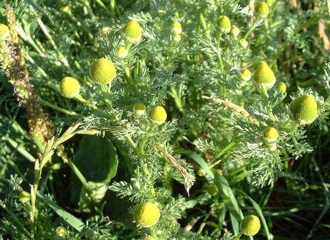 Pineappleweed