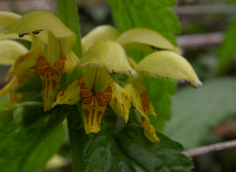 Yellow Archangel