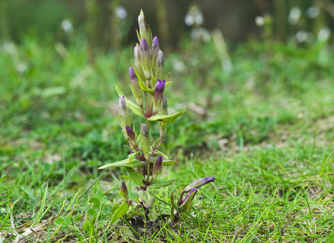 Autumn Gentian