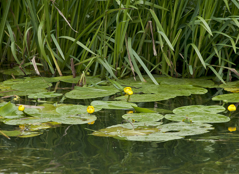 Yellow Water-lily