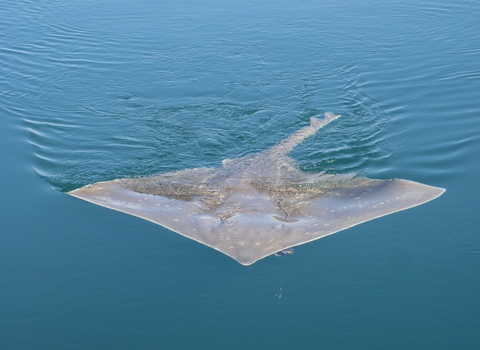 Flapper (common) skate