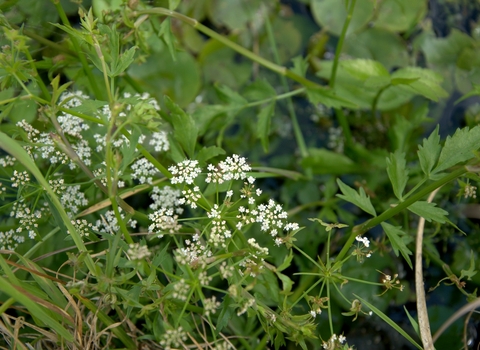Lesser water parsnip