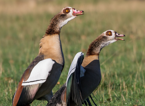 A pair of Egyptian geese standing up and calling